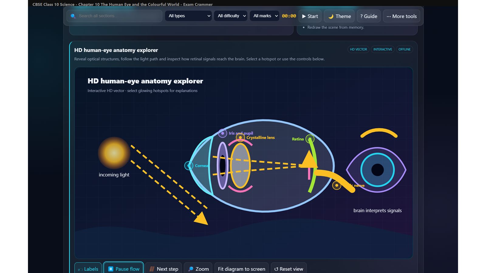 Human eye anatomy diagram studio with interactive labels for cornea, iris, lens, retina and optic nerve.